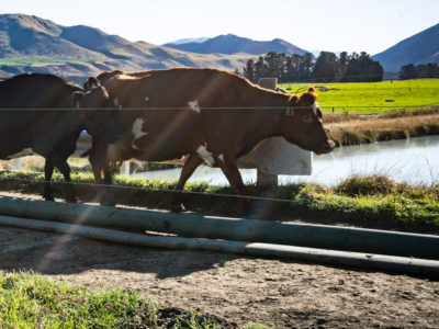 DairyNZ, Dairy solutions, NZ Dairy Farms