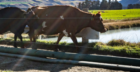 DairyNZ, Dairy solutions, NZ Dairy Farms