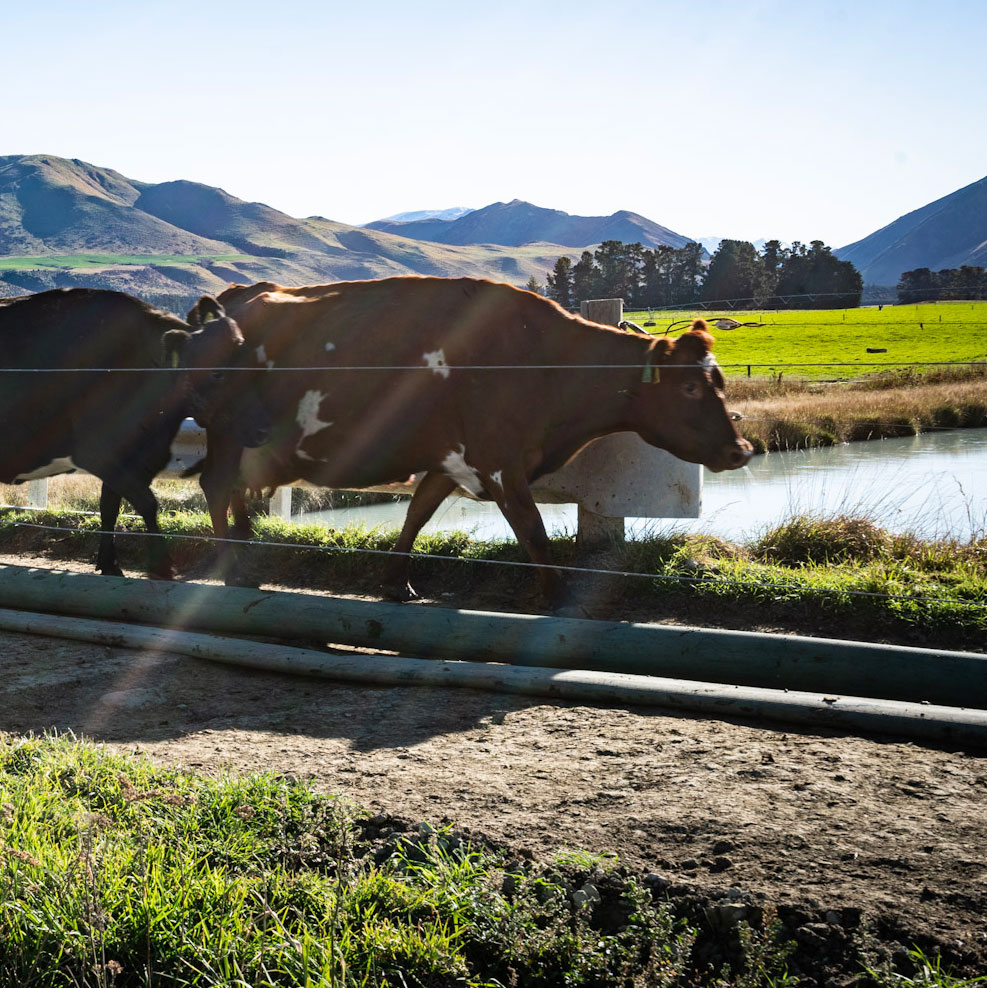 DairyNZ, Dairy solutions, NZ Dairy Farms