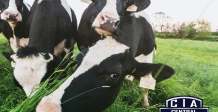 Dairy Farm Effluent as fertiliser on your paddocks